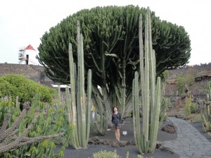 20150112124658 Ogród kaktusów w okolicy Guatiza            